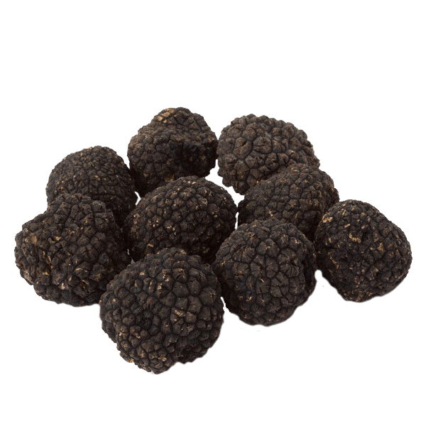 Burgundy Truffles – Tuber Uncinatum
